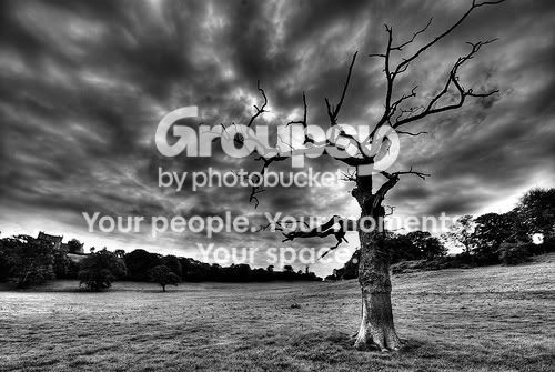DEATH TREE Pictures, Images and Photos