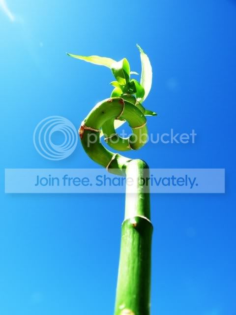 peace Pictures, Images and Photos