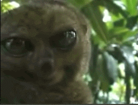 1232904154_dramaticlemur.gif