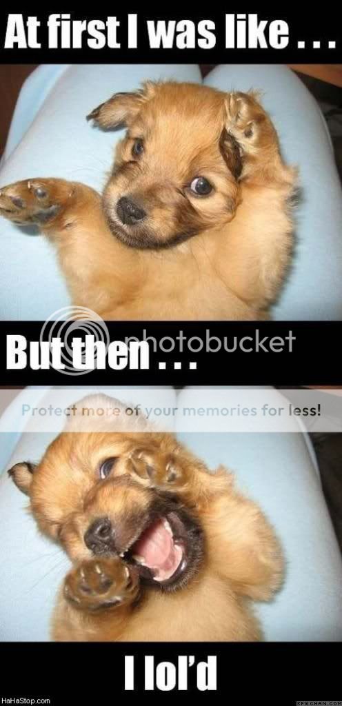 puppy_lol.jpg