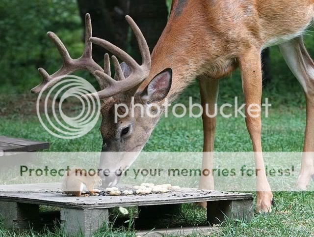 kili Hayvan Resimleri