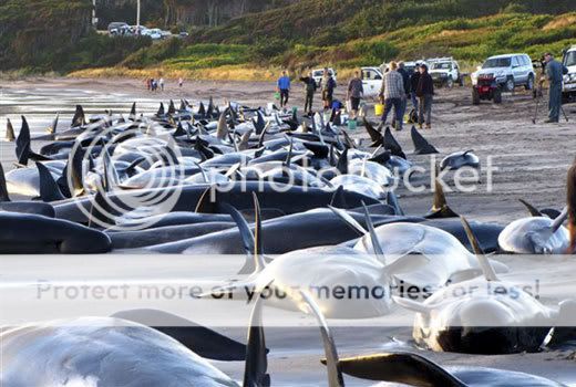 Baleias encalham em praia da Austrália