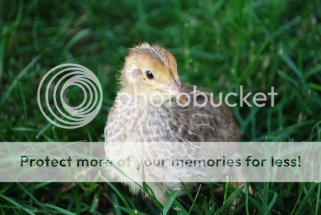 FS/Jumbo coturnix quail in Ma. price reduced | BackYard Chickens