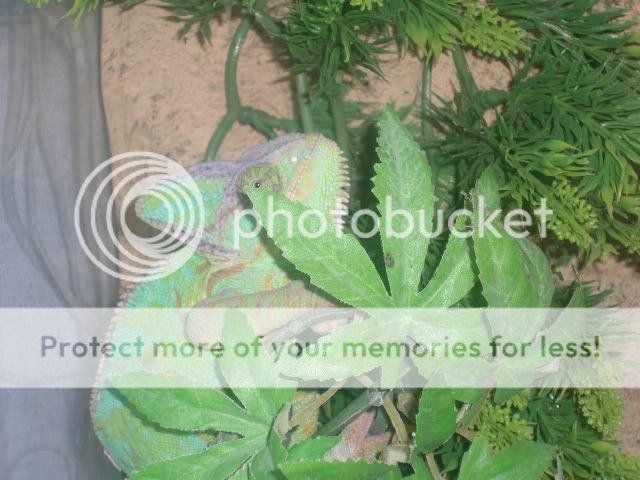 yemen chameleon housing